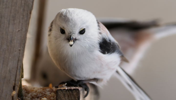 Aider les oiseaux en hiver à Concarneau